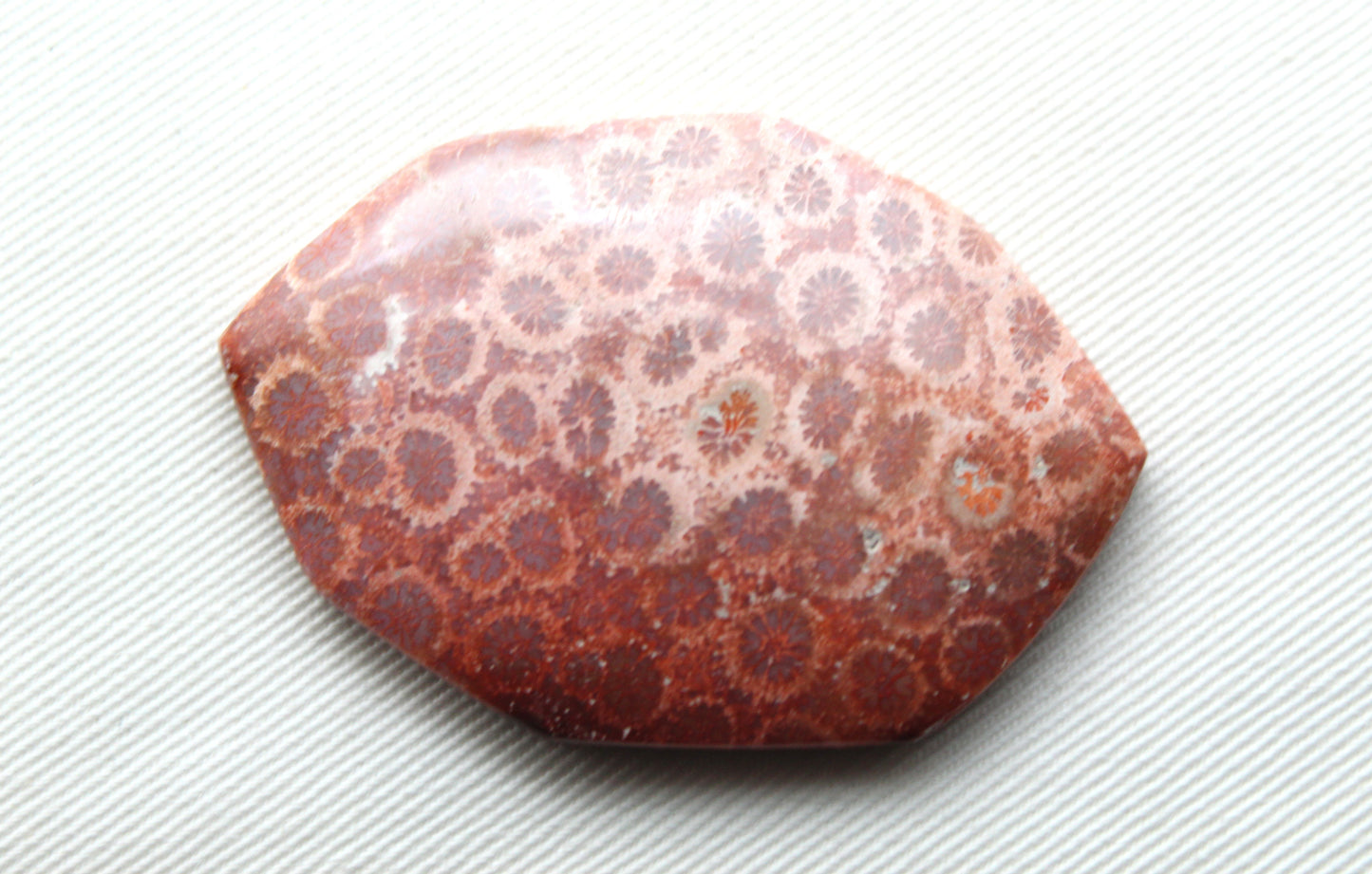 Cabochon en forme de larme de pierre gemme de corail fossilisé