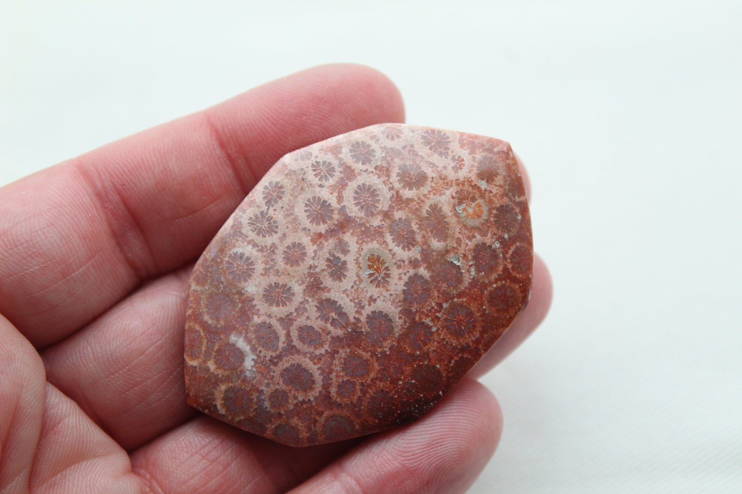 Cabochon en forme de larme de pierre gemme de corail fossilisé