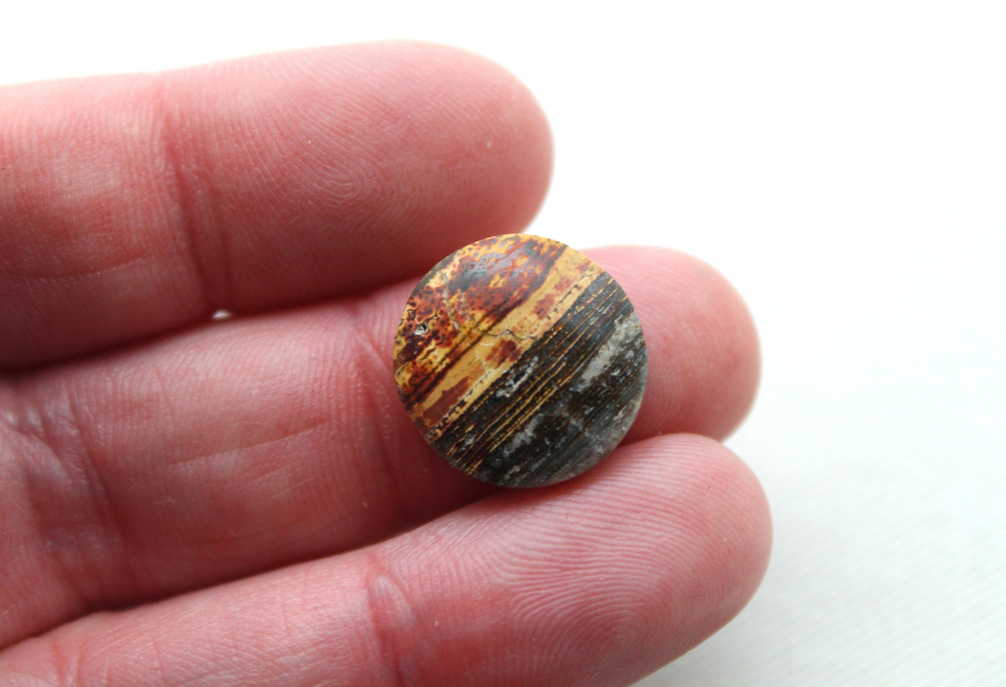 Small Petrified Wood Cabochon Pair natural gemstones round 16MM