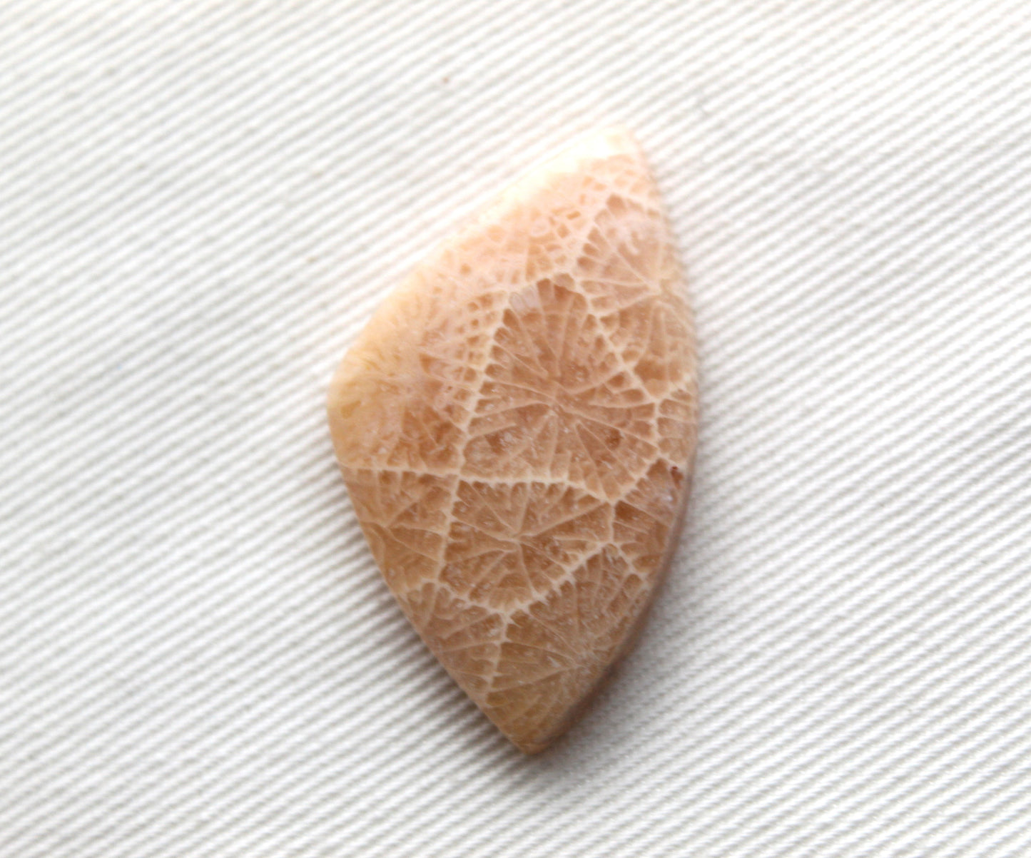 Fossilized Coral Cabochon Gemstone lace patterns