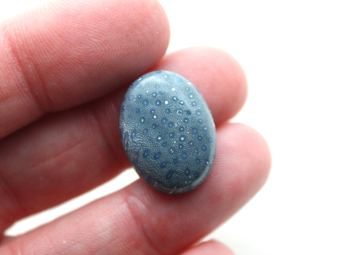 TWO Blue Sponge Coral Gemstone 15x20MM Oval