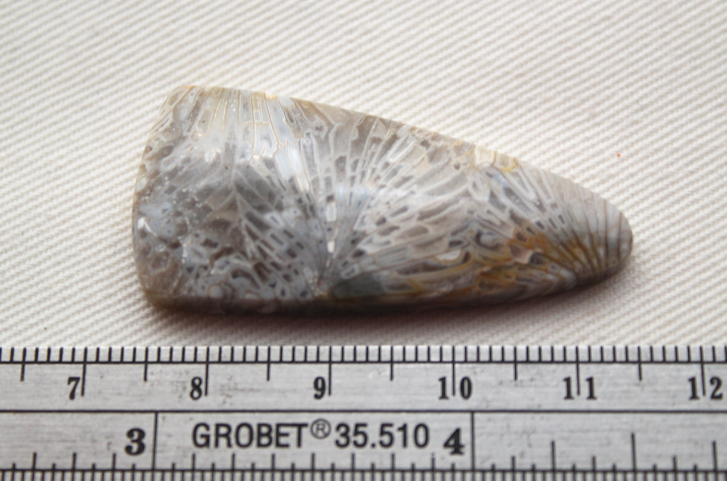Fossilized Coral Gemstone cabochon