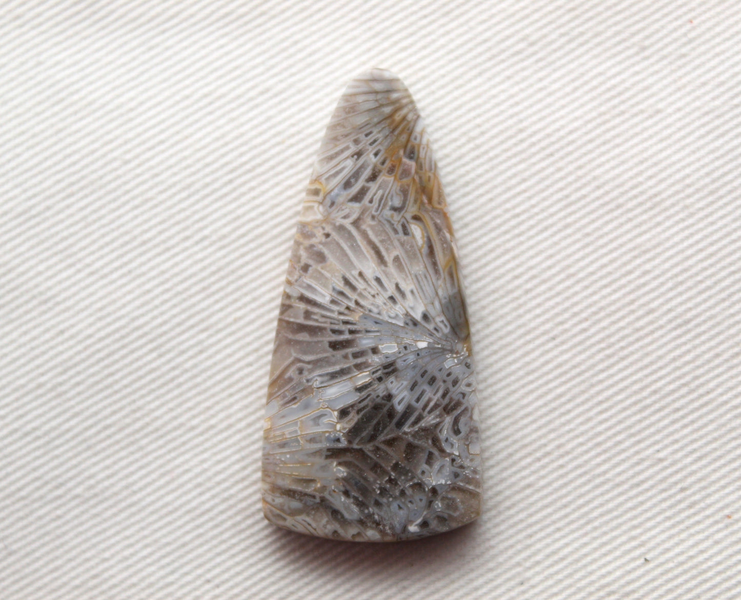 Fossilized Coral Gemstone cabochon