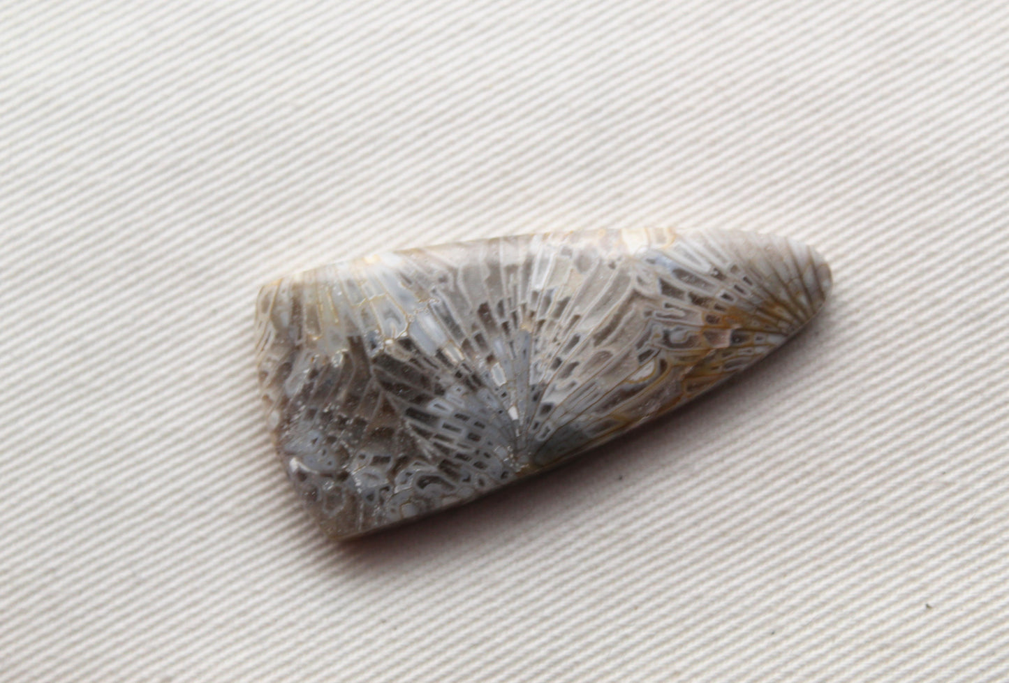 Fossilized Coral Gemstone cabochon