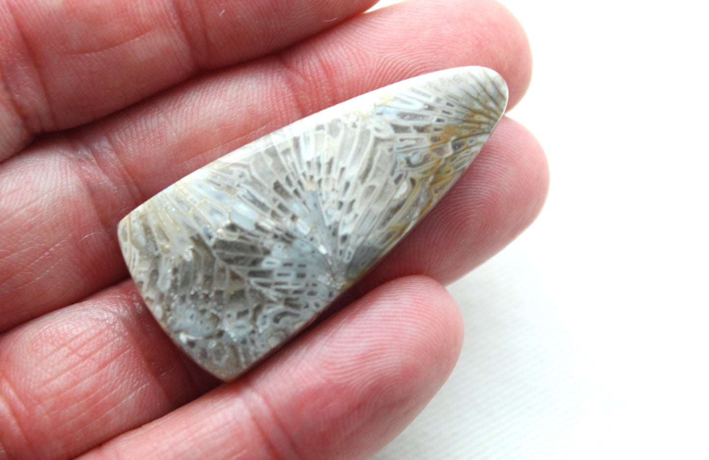 Fossilized Coral Gemstone cabochon
