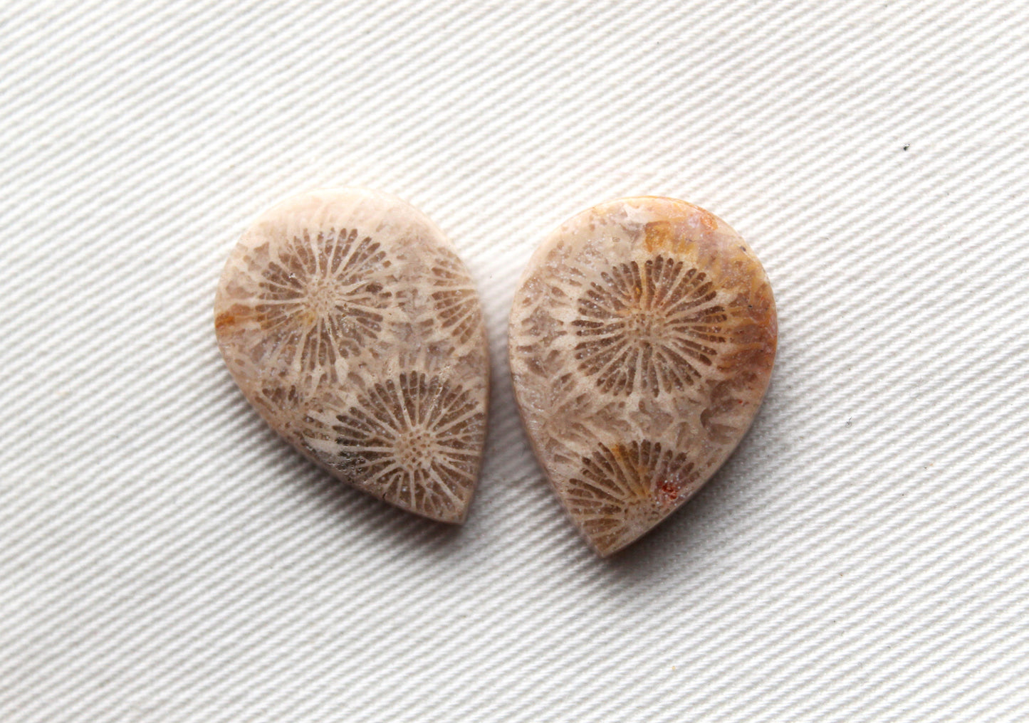 Fossilized Coral Pair of Gemstones cabochon beige natural