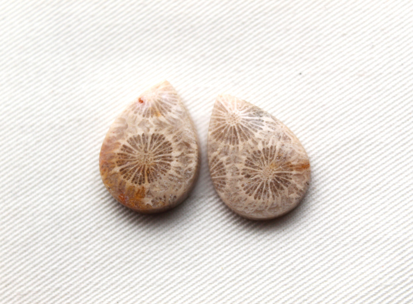 Fossilized Coral Pair of Gemstones cabochon beige natural