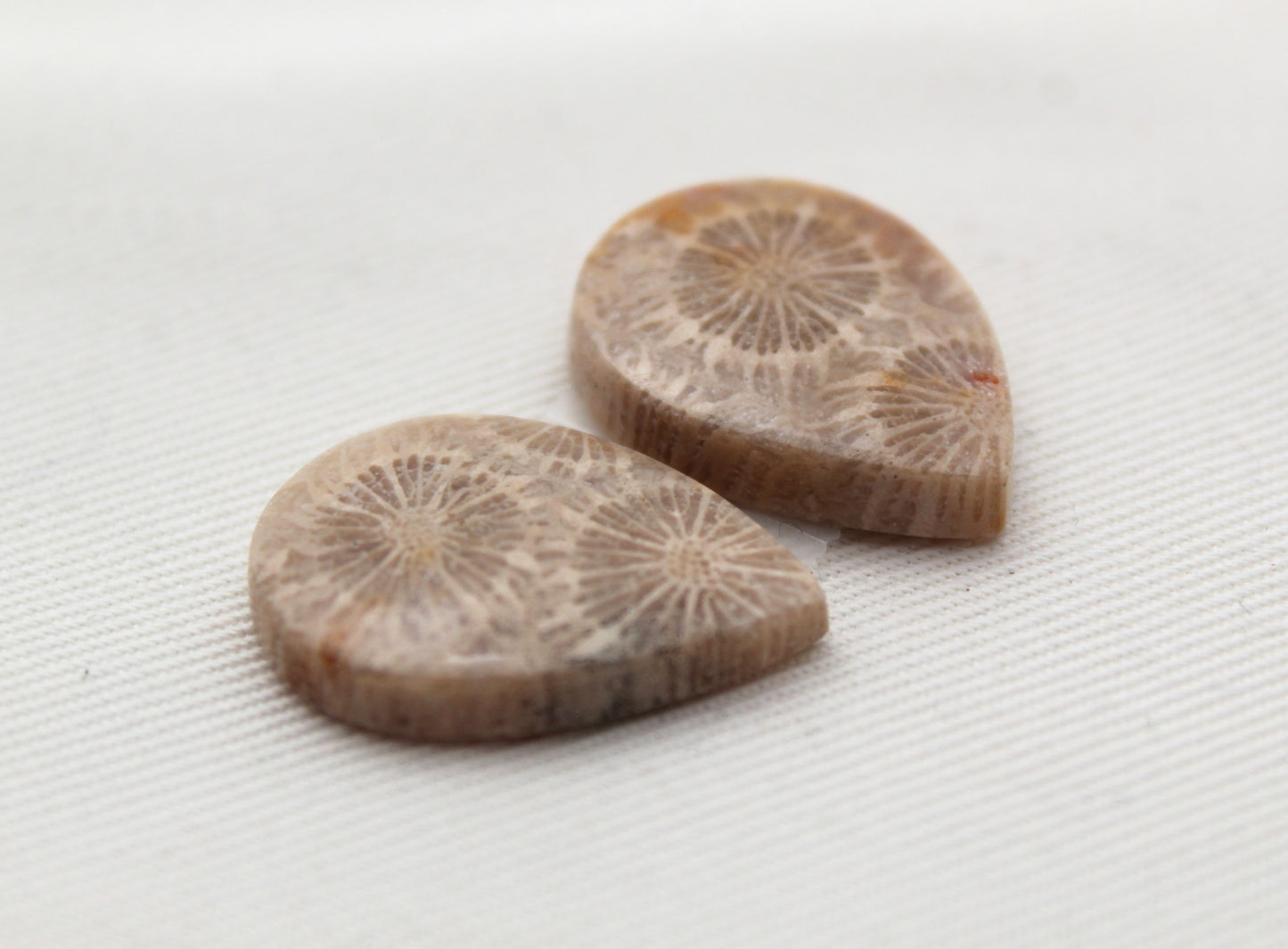Fossilized Coral Pair of Gemstones cabochon beige natural