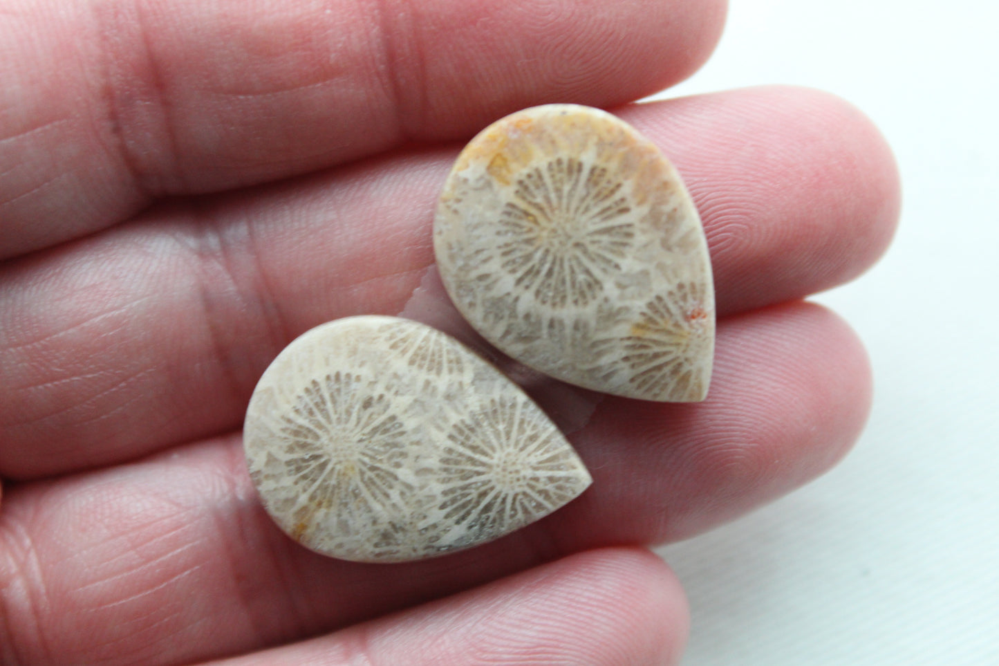 Fossilized Coral Pair of Gemstones cabochon beige natural