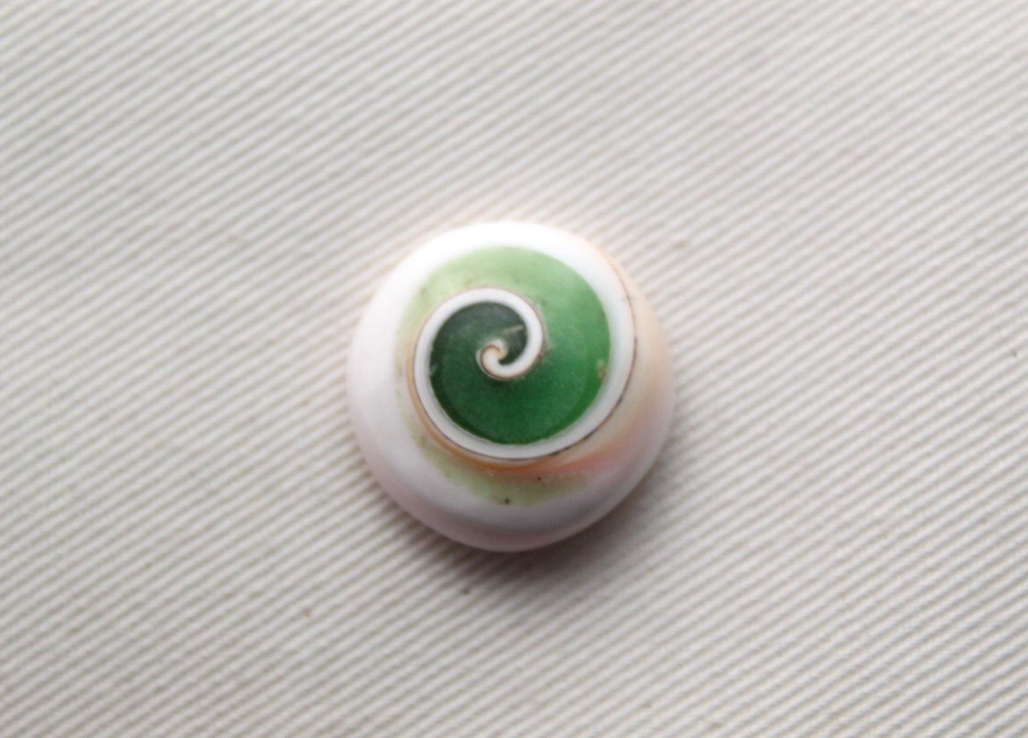 Pierre précieuse de coeur fossile d'escargot d'oeil de Shiva vert
