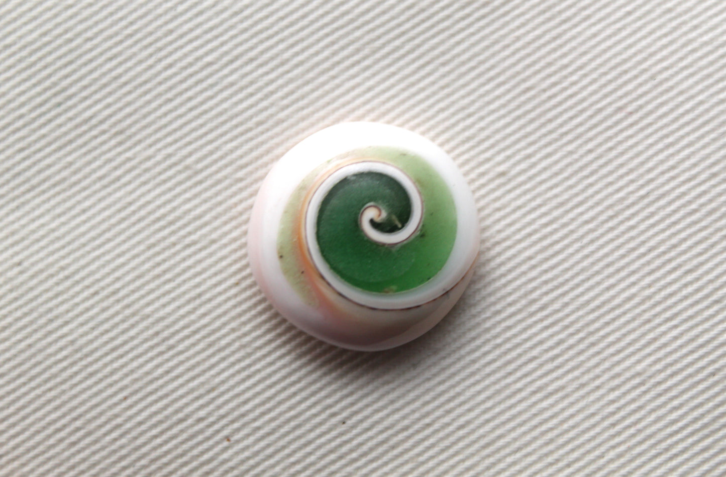 Pierre précieuse de coeur fossile d'escargot d'oeil de Shiva vert