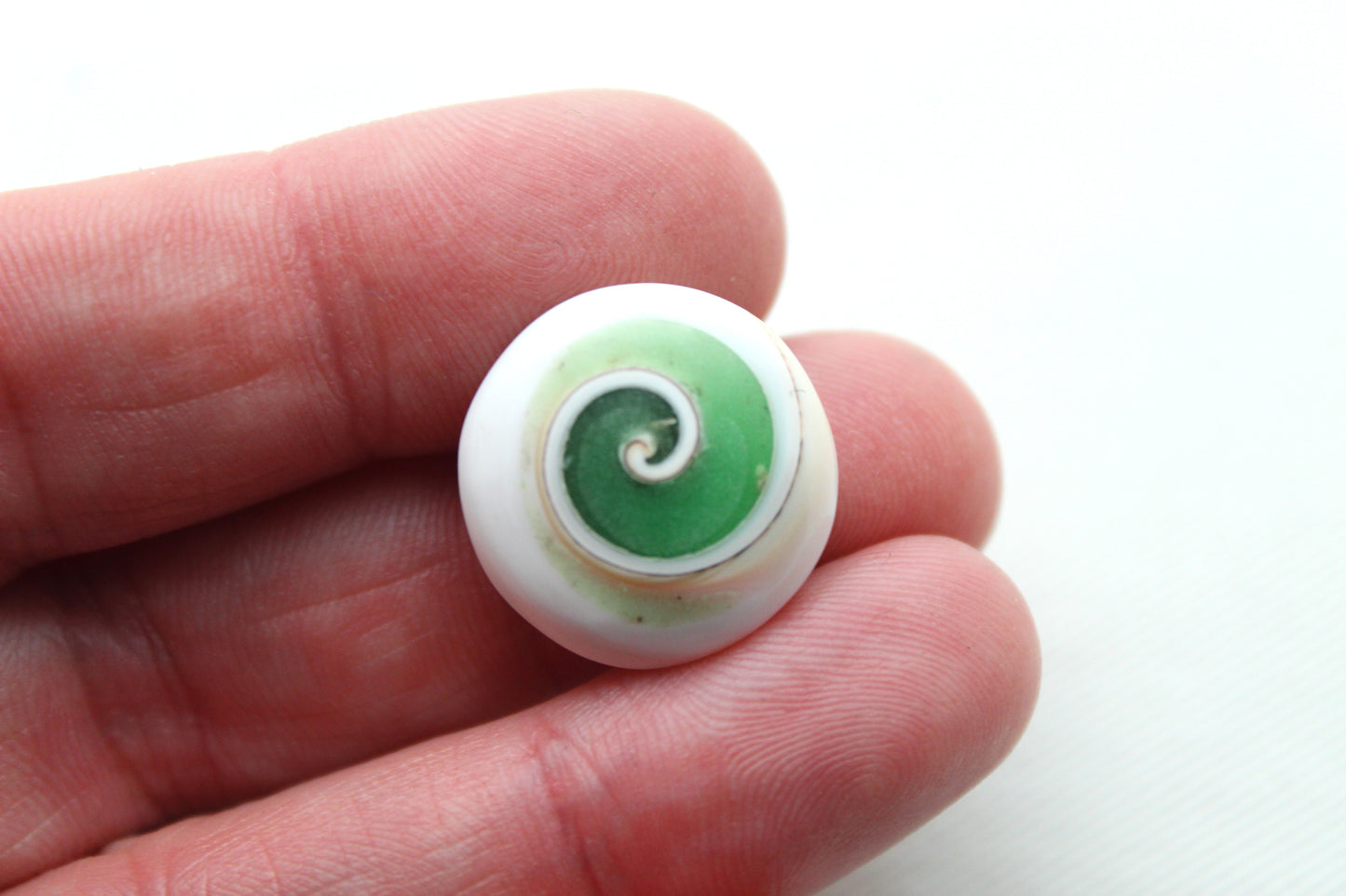 Pierre précieuse de coeur fossile d'escargot d'oeil de Shiva vert