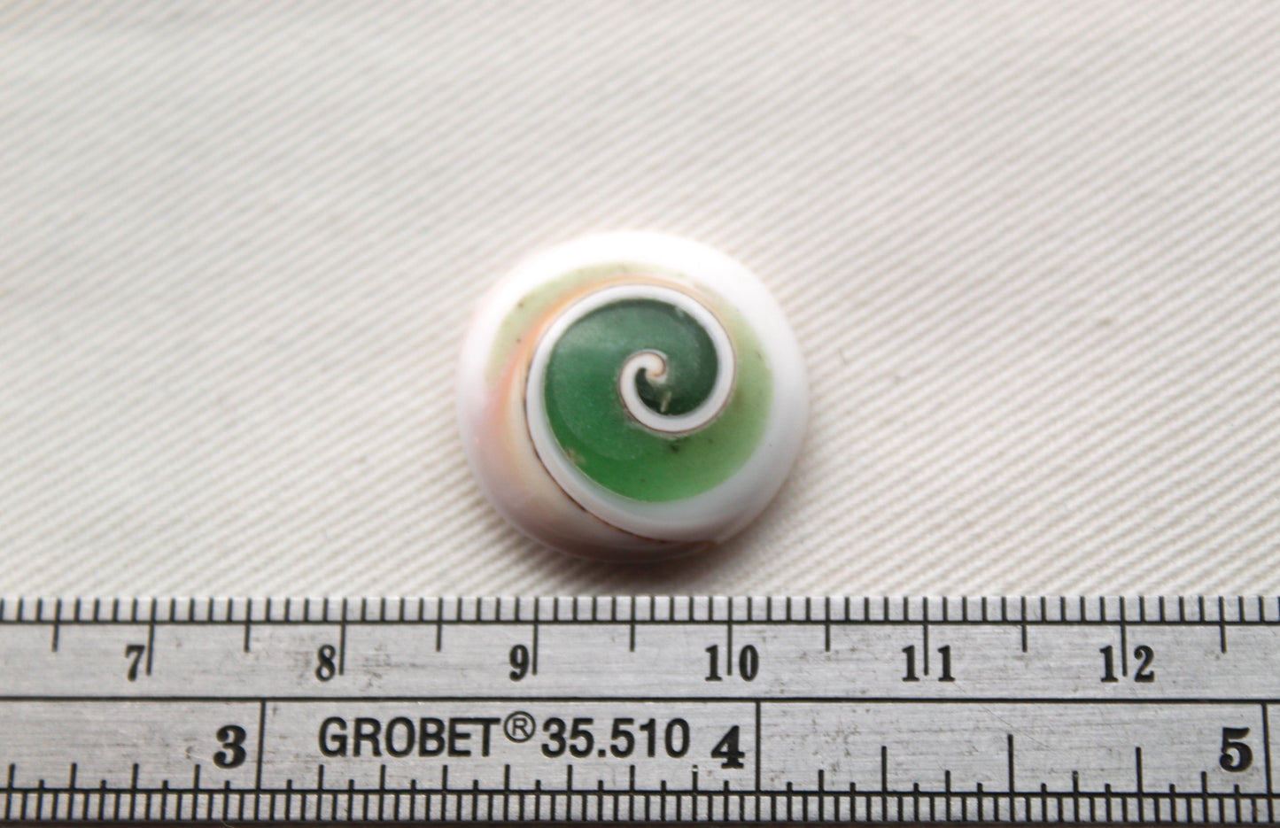 Pierre précieuse de coeur fossile d'escargot d'oeil de Shiva vert