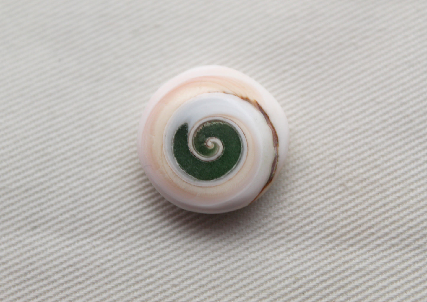 Pierre précieuse de coeur fossile d'escargot d'oeil de Shiva vert