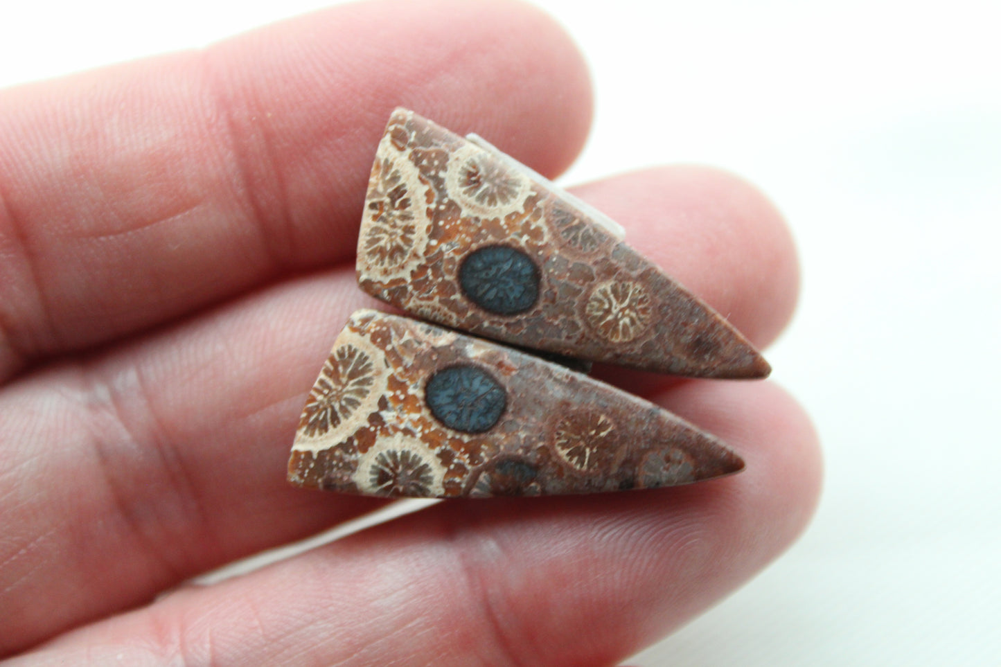 Fossilized Coral Pair of Gemstones cabochon beige natural