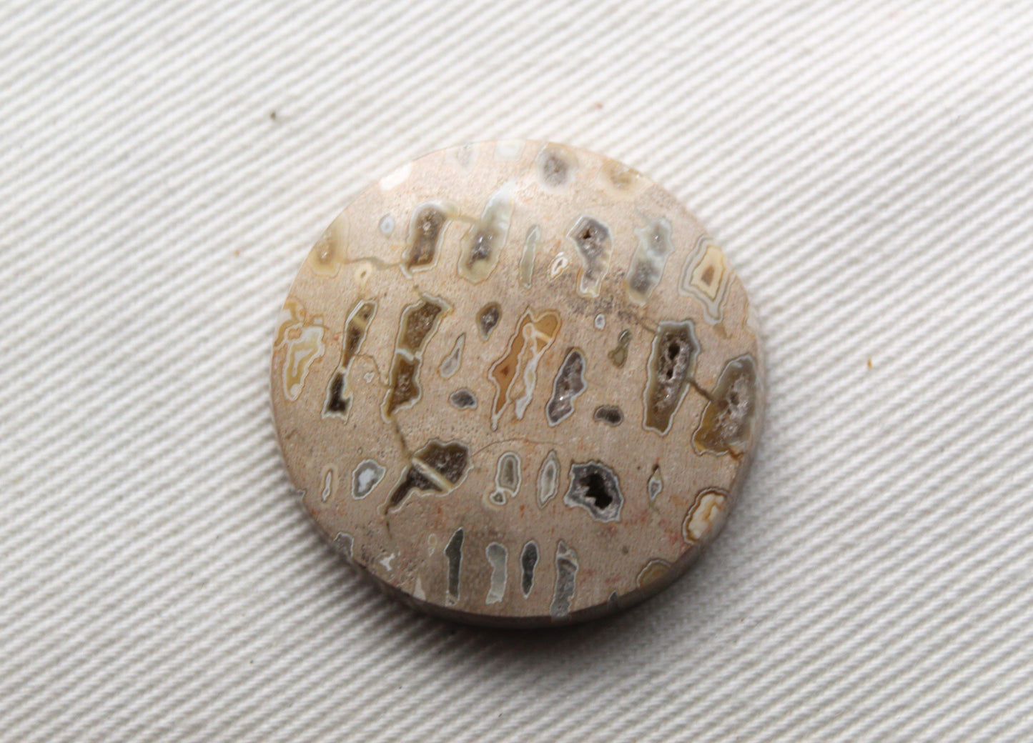 One Fossil Palmwood Cabochon Gemstone with druzy pockets round 27MM