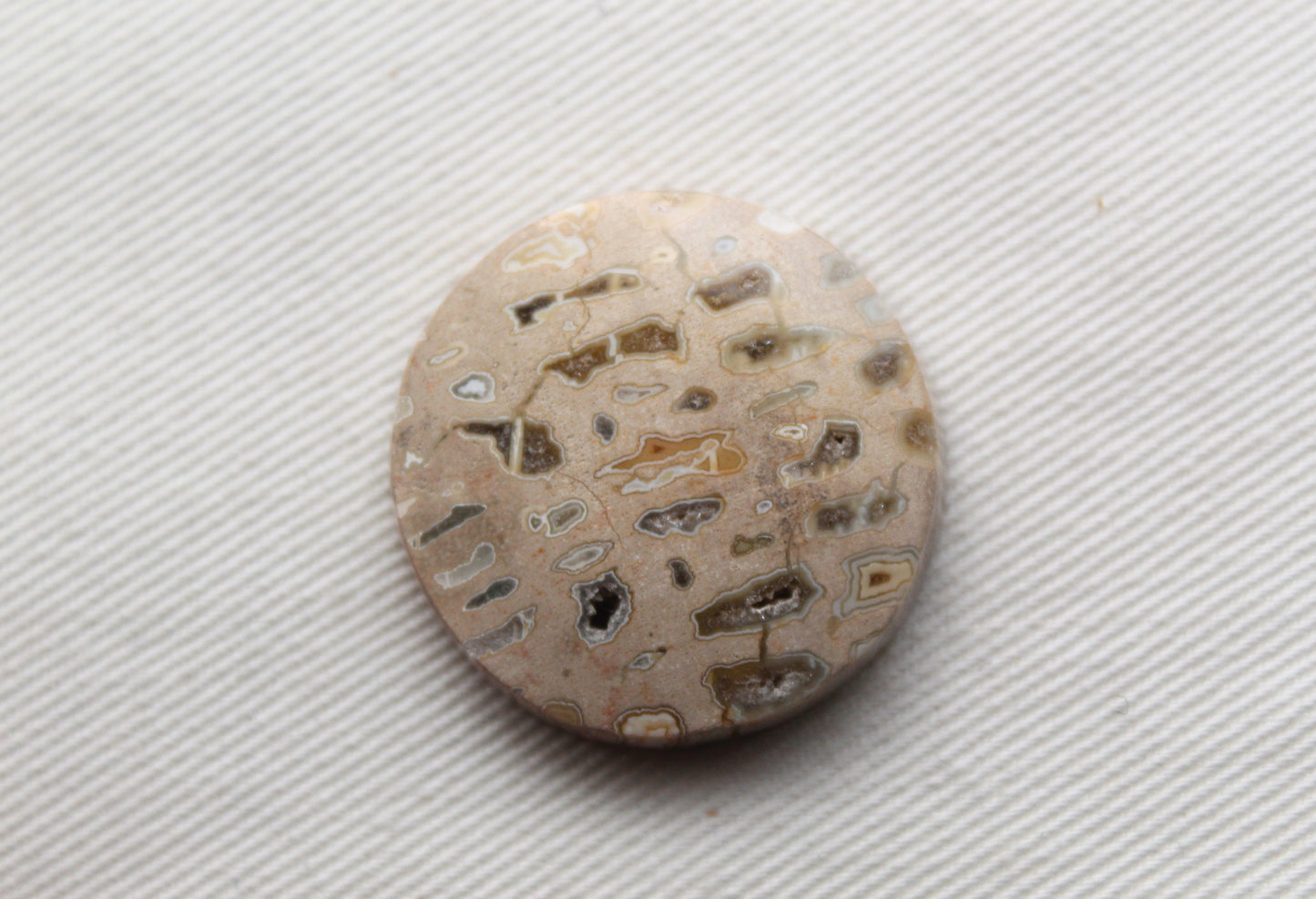 One Fossil Palmwood Cabochon Gemstone with druzy pockets round 27MM