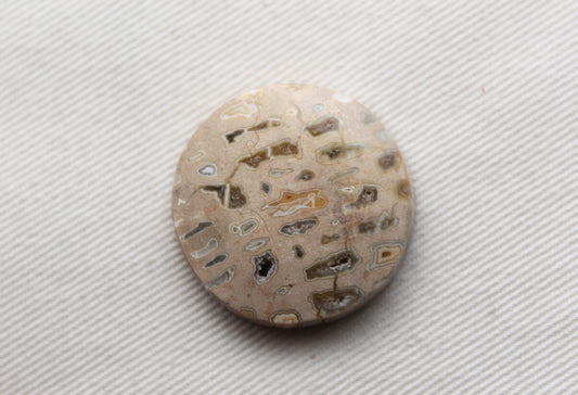 One Fossil Palmwood Cabochon Gemstone with druzy pockets round 27MM