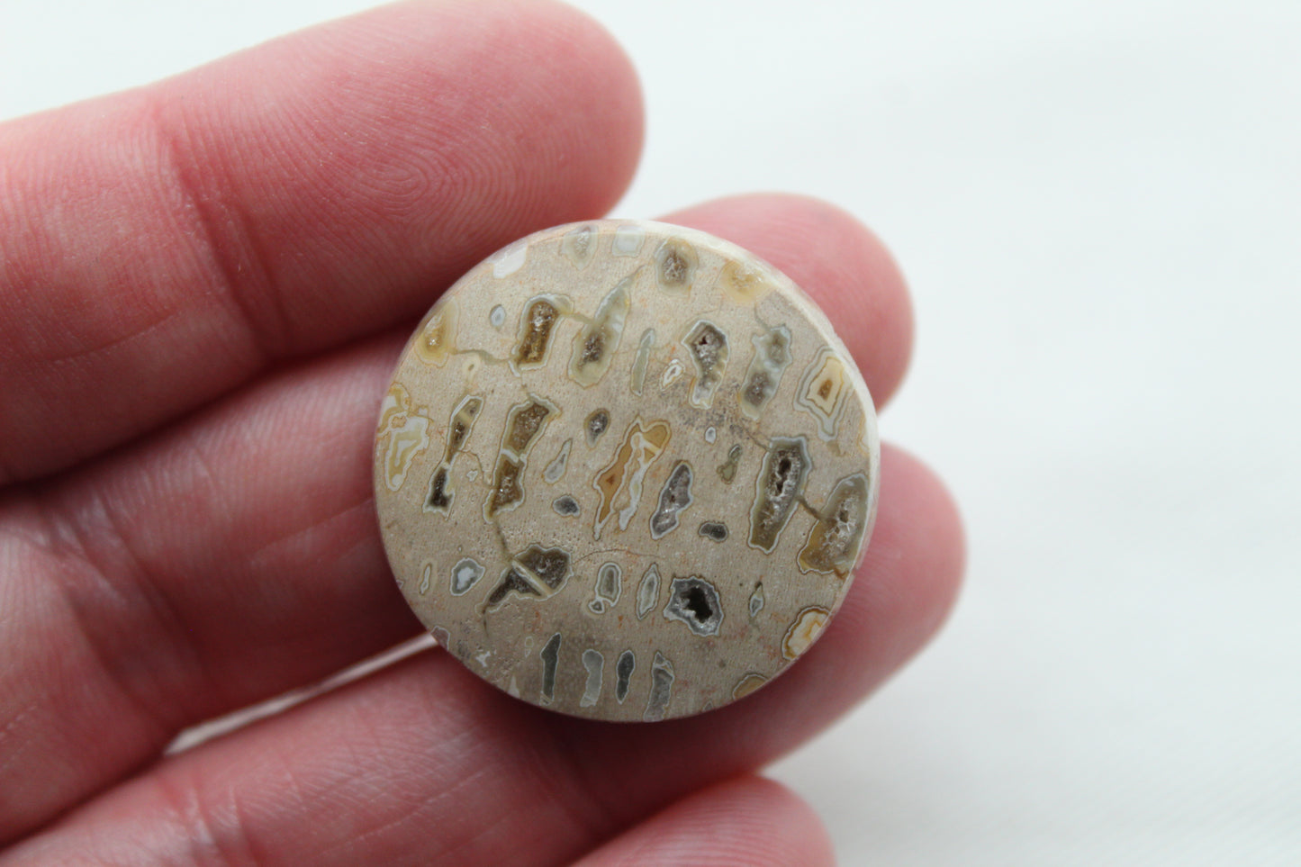 One Fossil Palmwood Cabochon Gemstone with druzy pockets round 27MM