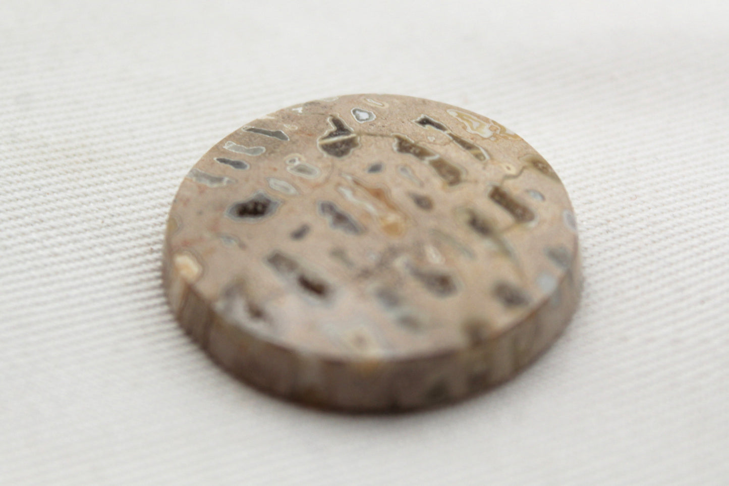 One Fossil Palmwood Cabochon Gemstone with druzy pockets round 27MM
