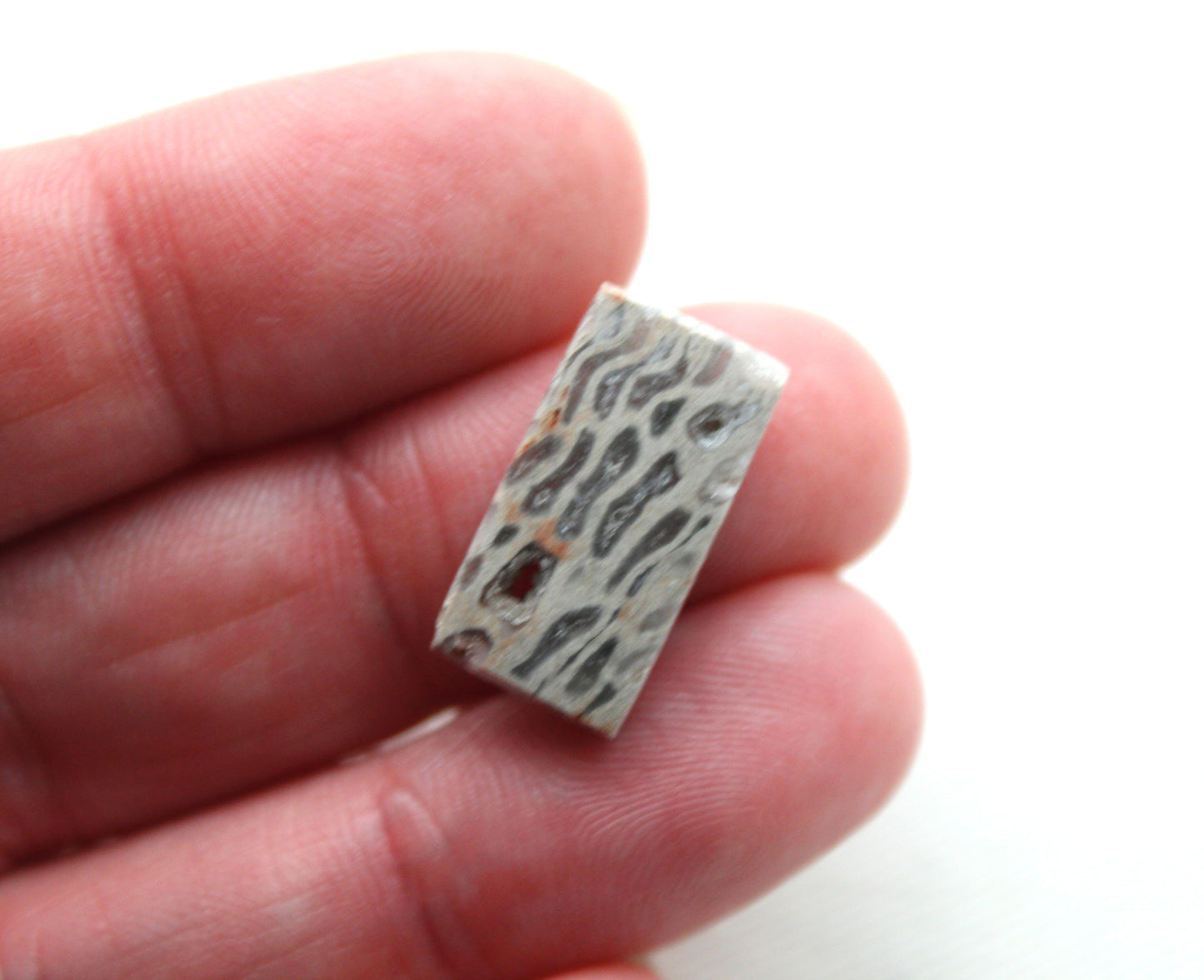 SMALL Fossil Palmwood Cabochon Pair Gemstone with druzy pockets rectangle