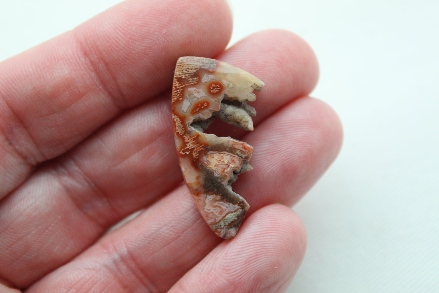 Fossil Palmwood Cabochon Pair Gemstone with druzy pockets pink