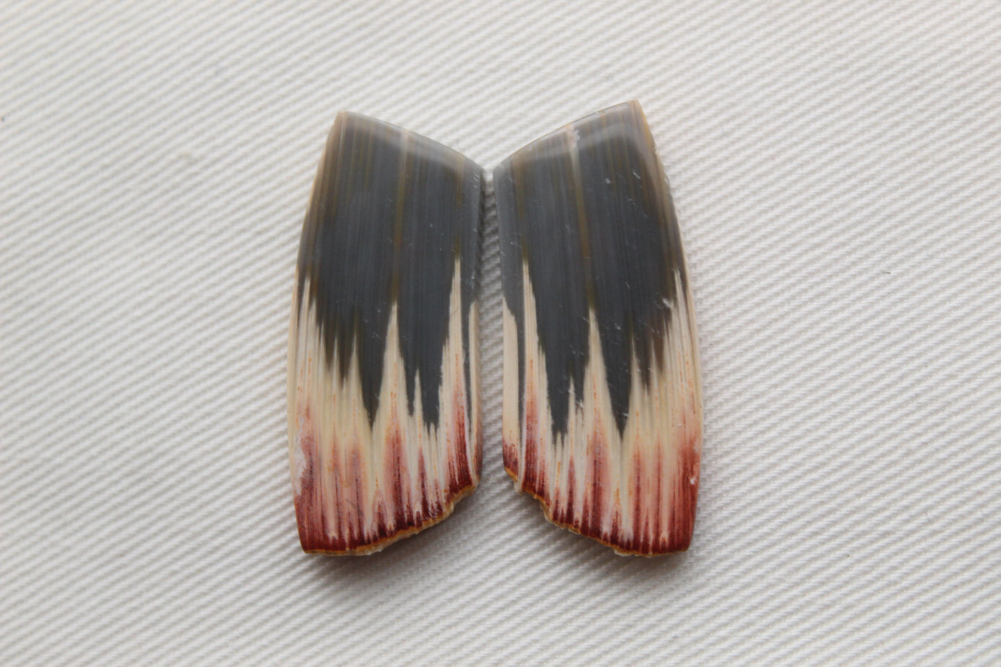 Rare Pair of Fossil Wood freeform gemstone