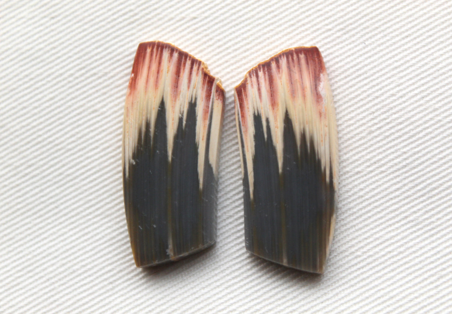 Rare Pair of Fossil Wood freeform gemstone
