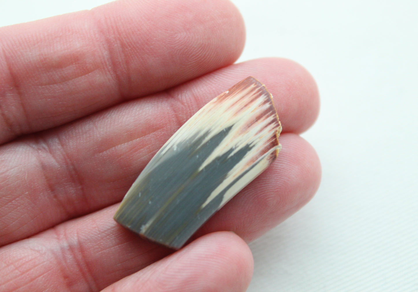 Rare Pair of Fossil Wood freeform gemstone