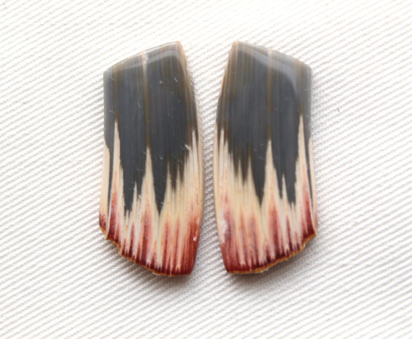 Rare Pair of Fossil Wood freeform gemstone
