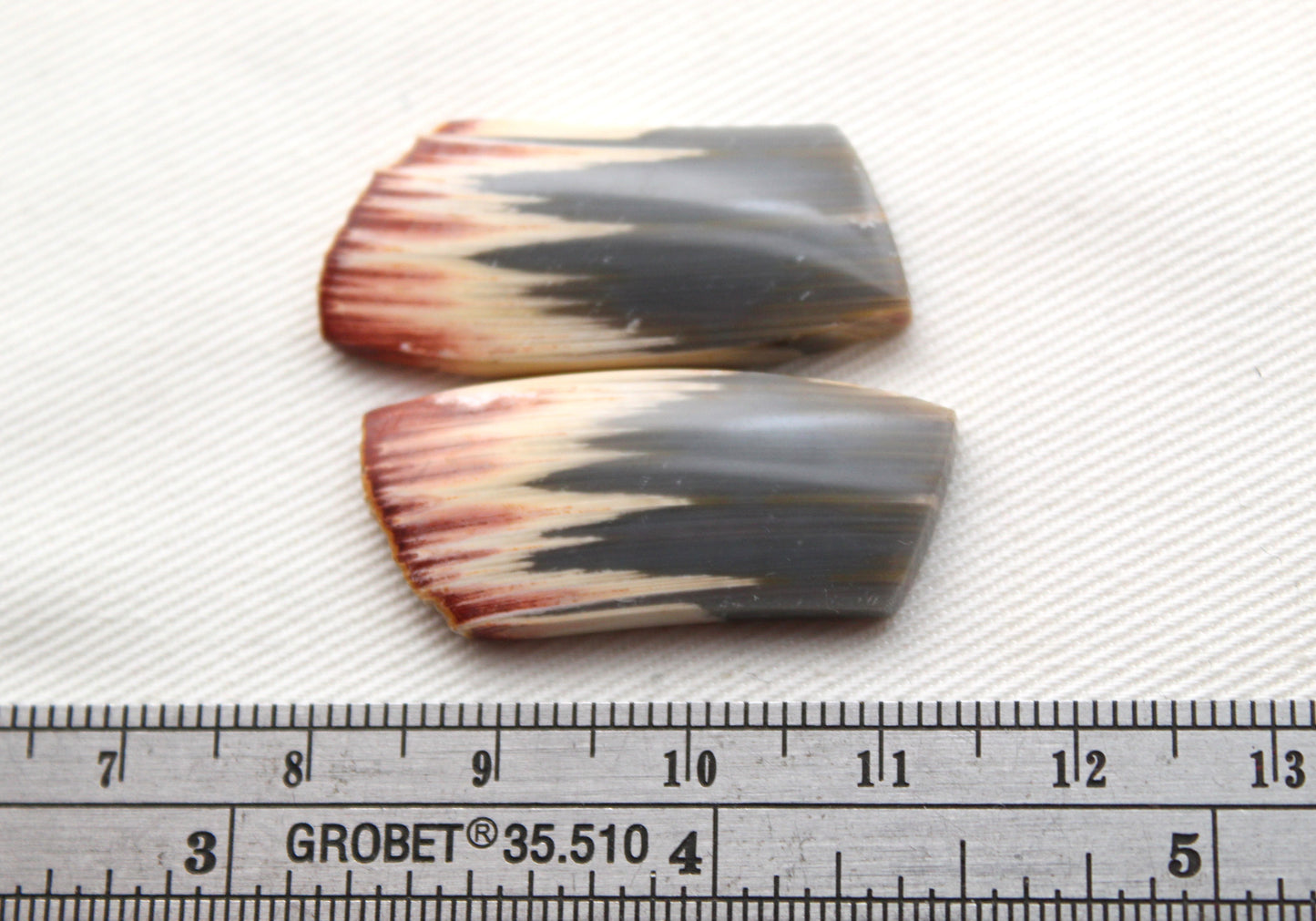 Rare Pair of Fossil Wood freeform gemstone