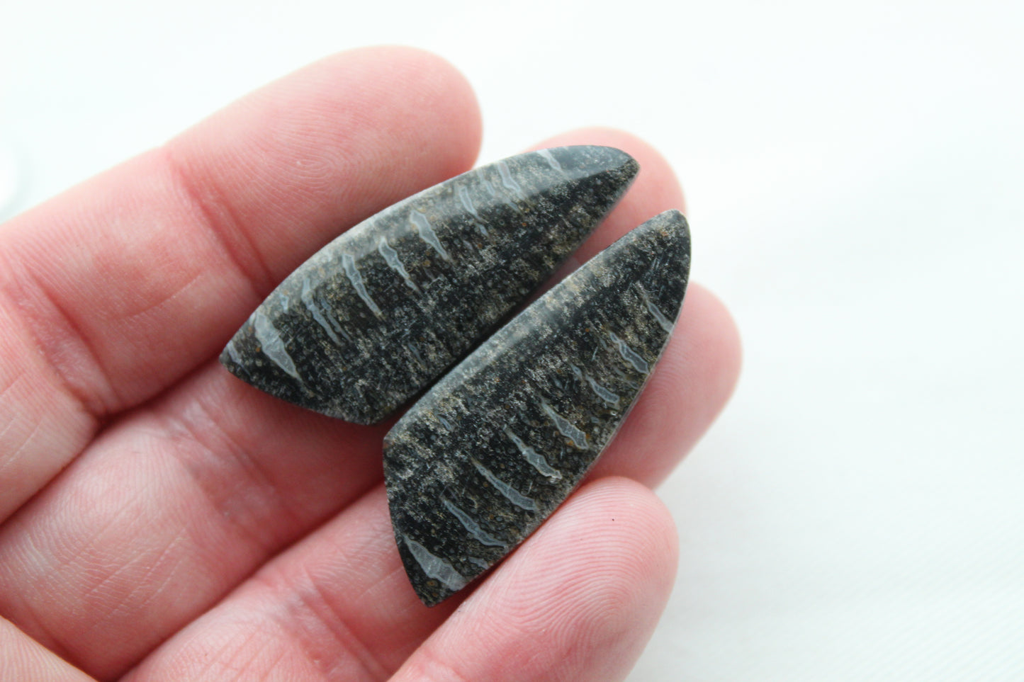 Palm Root Bone Cabochon Pair natural gemstones