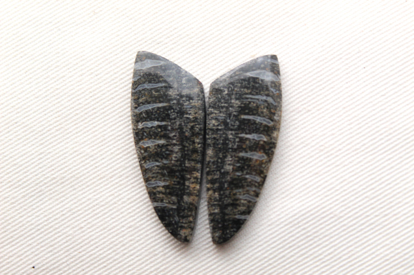 Palm Root Bone Cabochon Pair natural gemstones