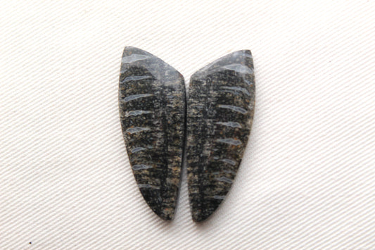Palm Root Bone Cabochon Pair natural gemstones
