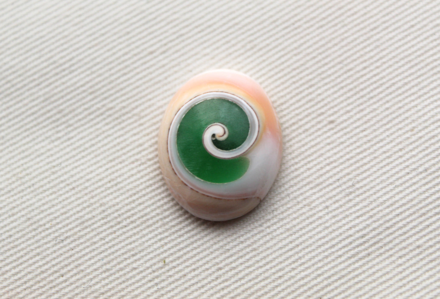 Green Shiva Eye Snail fossil gemstone Oval