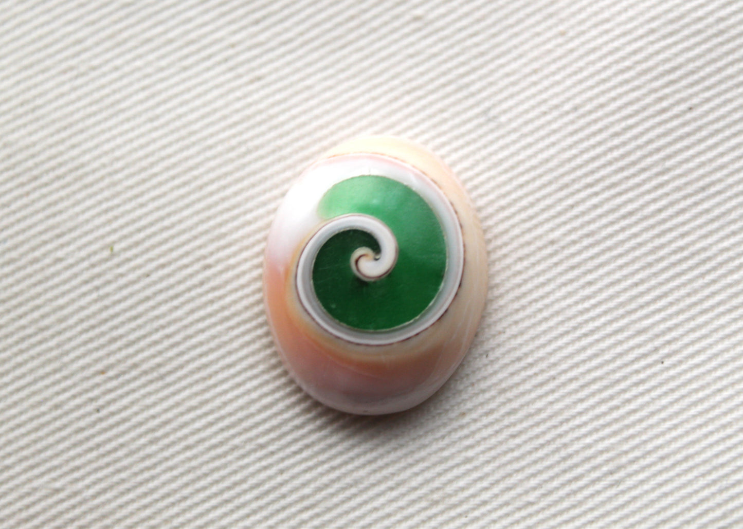 Green Shiva Eye Snail fossil gemstone Oval