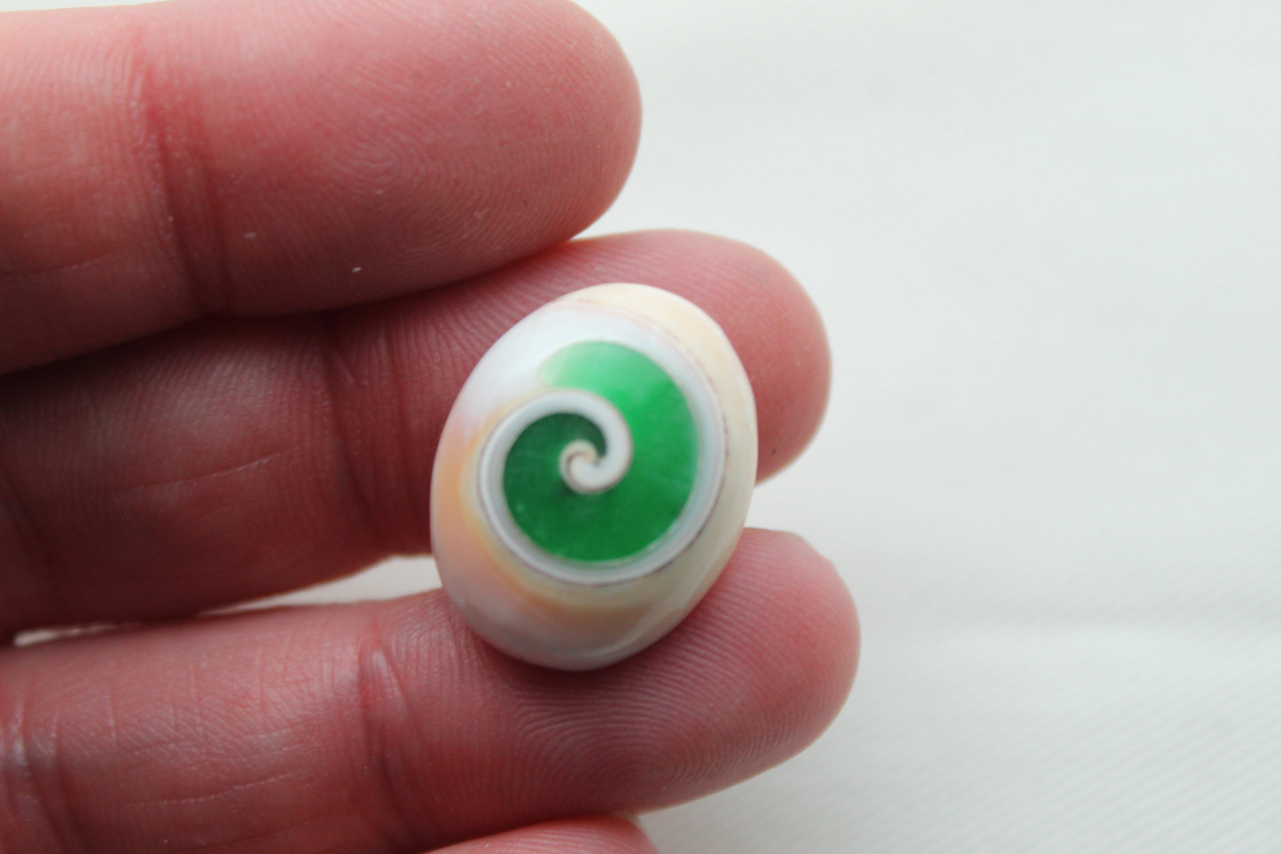 Green Shiva Eye Snail fossil gemstone Oval