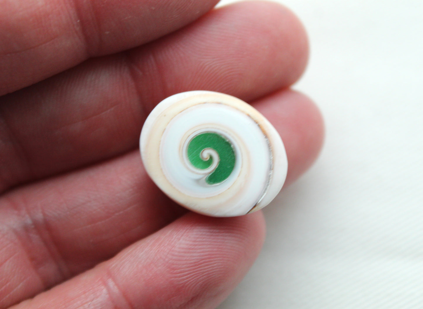 Green Shiva Eye Snail fossil gemstone Oval
