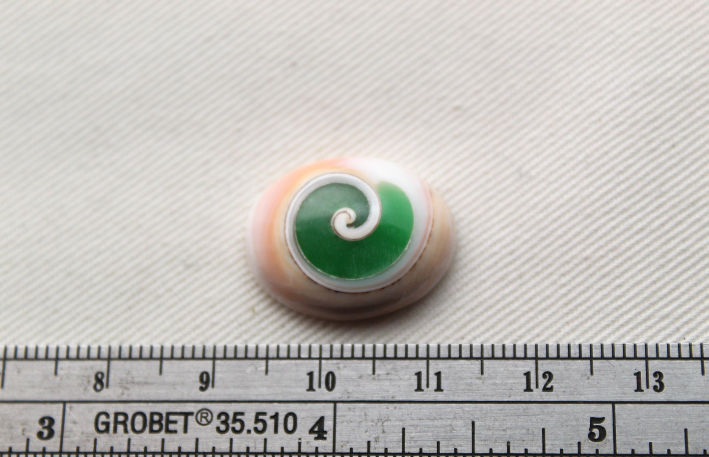 Green Shiva Eye Snail fossil gemstone Oval