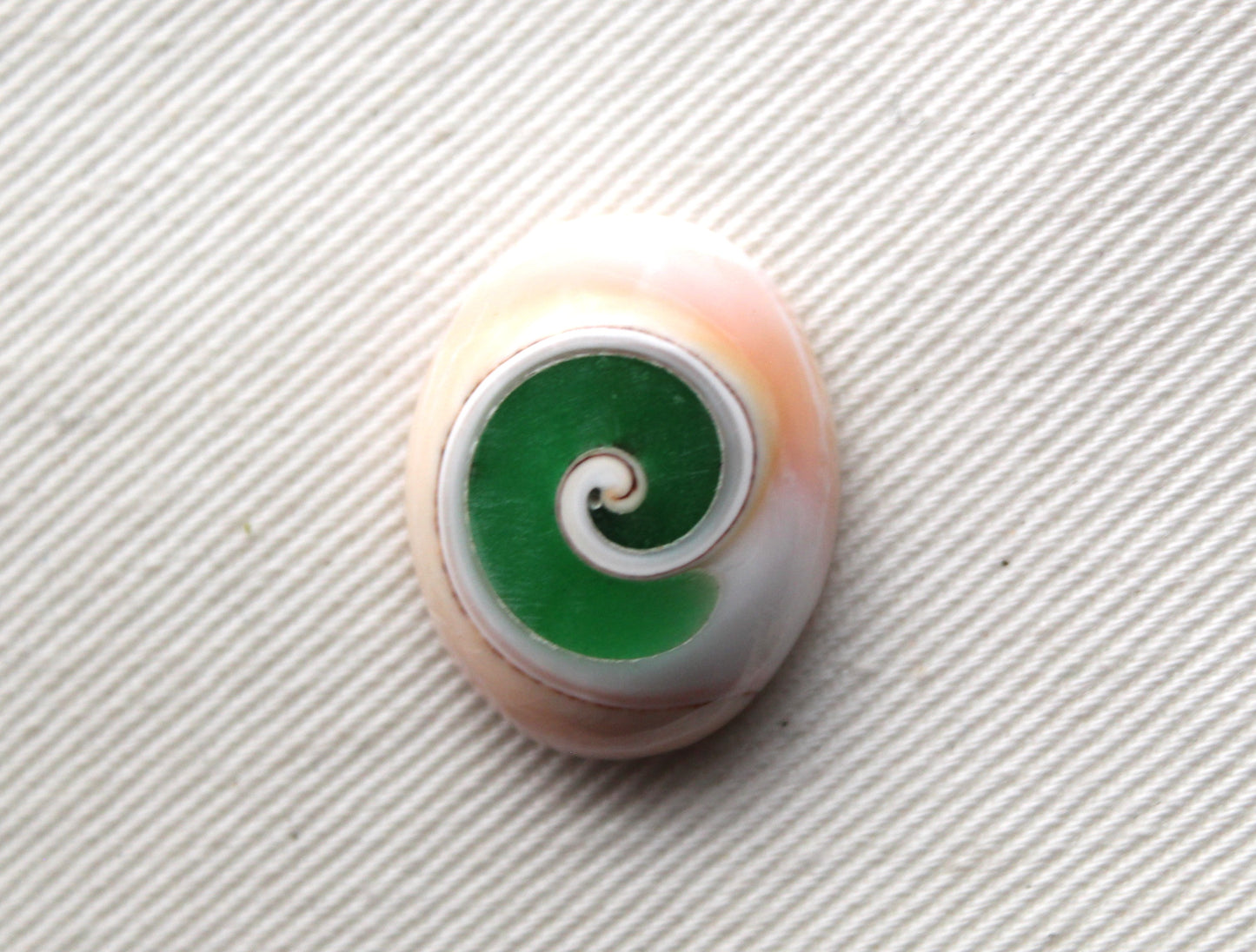 Green Shiva Eye Snail fossil gemstone Oval