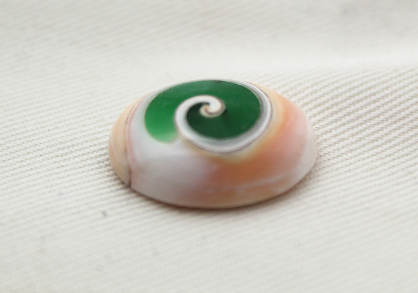 Green Shiva Eye Snail fossil gemstone Oval