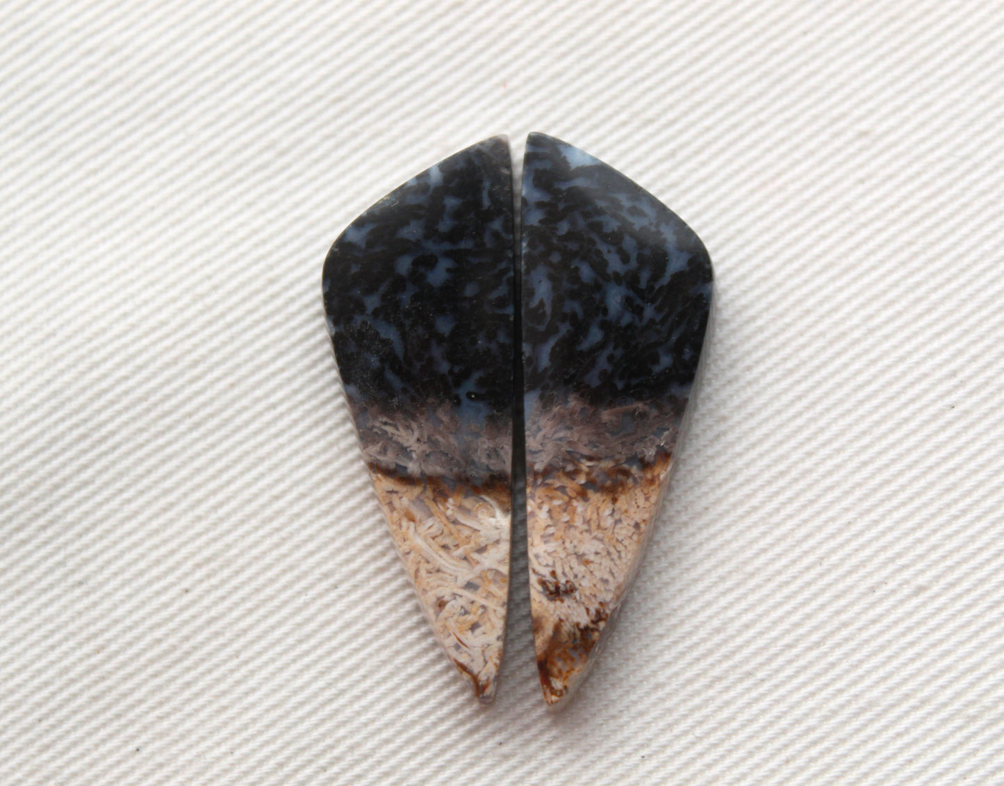 Petrified Palm Wood Cabochon Pair
