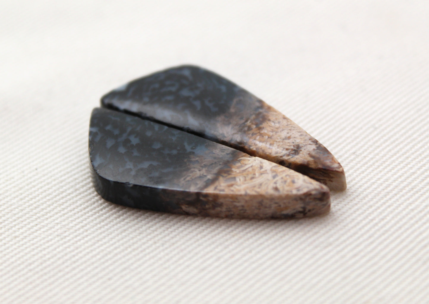 Petrified Palm Wood Cabochon Pair