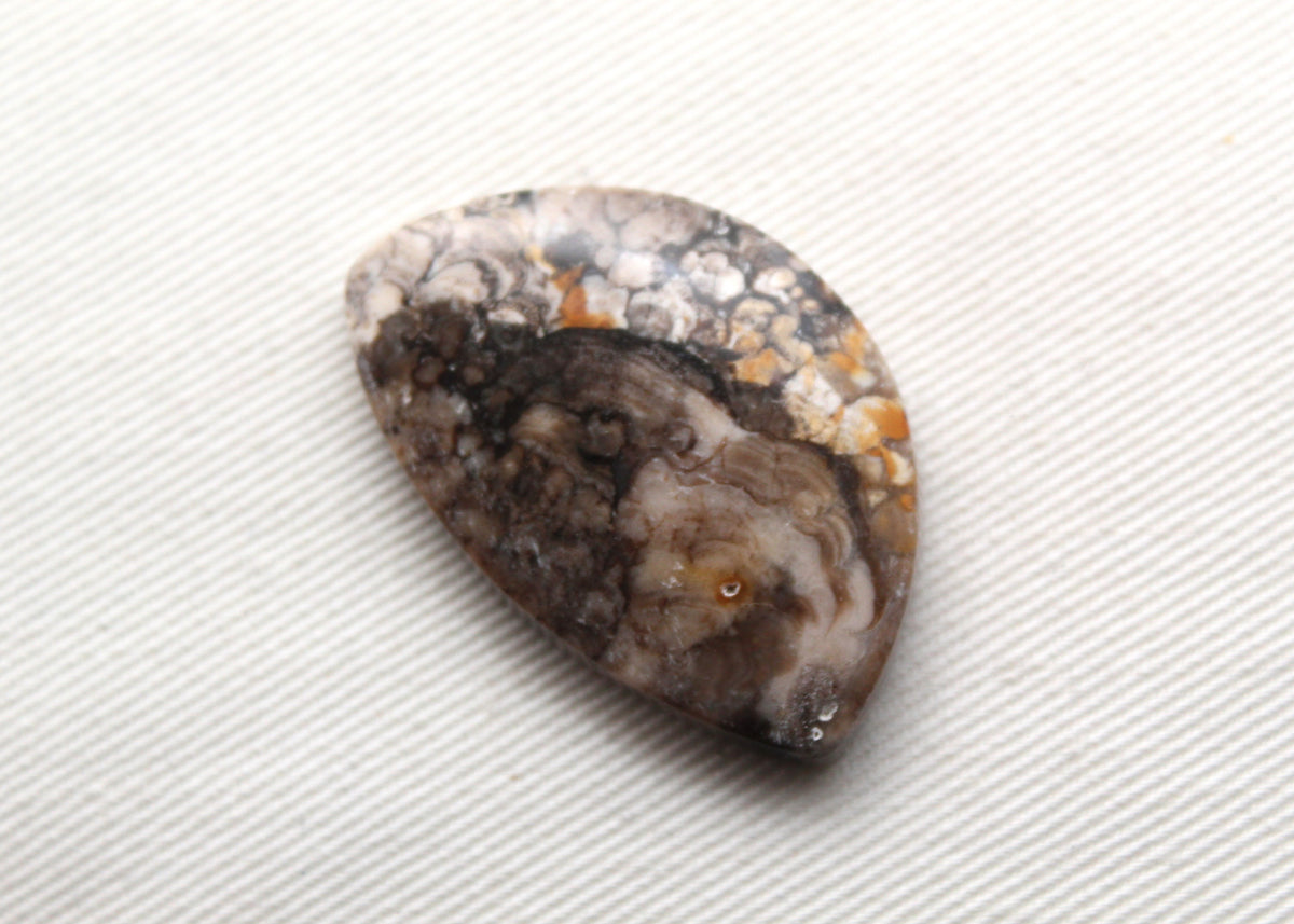 Fossilized Wood Gemstone Cabochon
