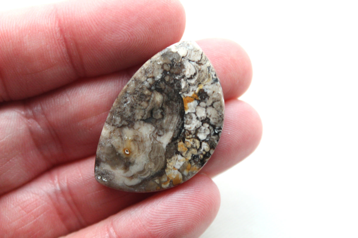 Fossilized Wood Gemstone Cabochon