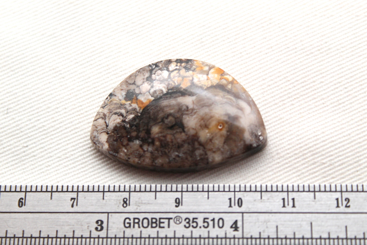 Fossilized Wood Gemstone Cabochon