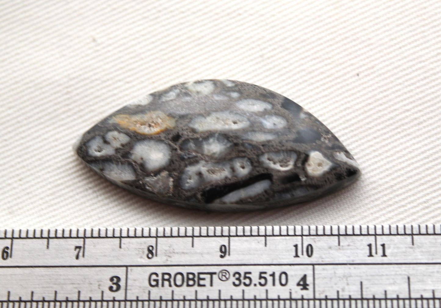 Petrified Palm Root Cabochon natural gemstone
