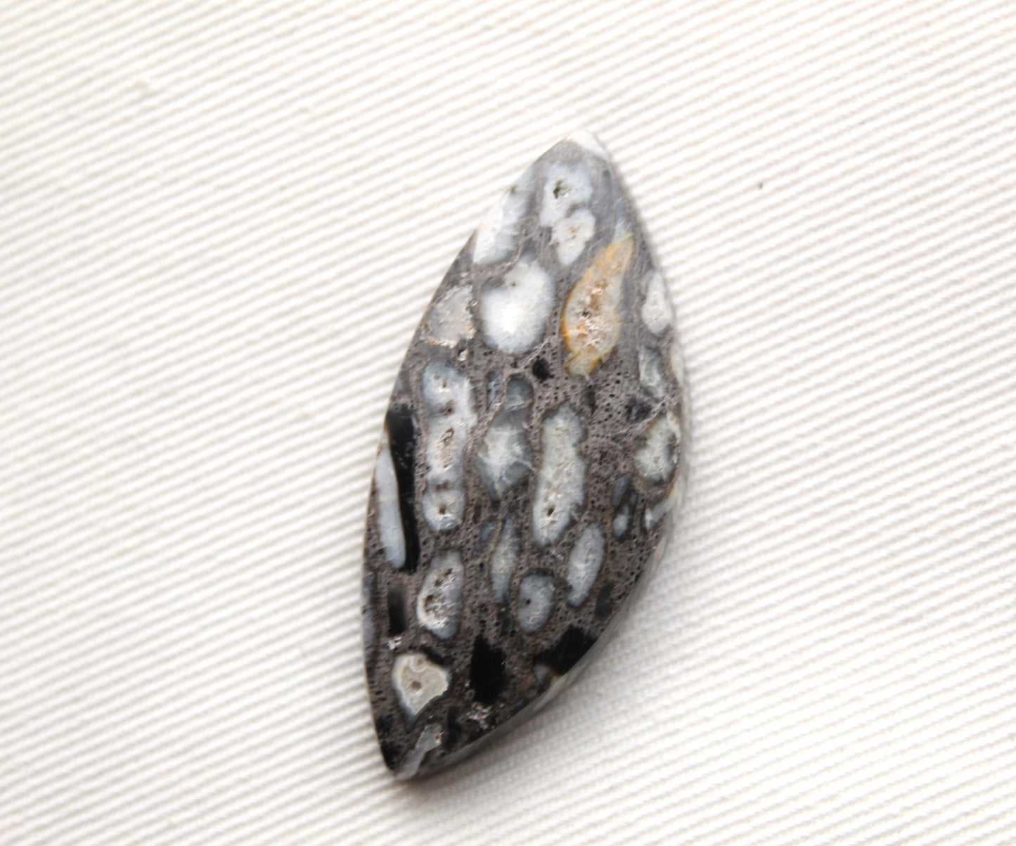 Petrified Palm Root Cabochon natural gemstone