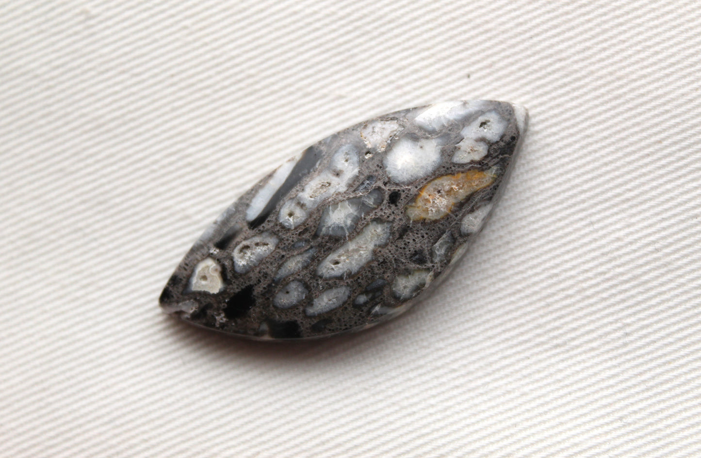 Petrified Palm Root Cabochon natural gemstone