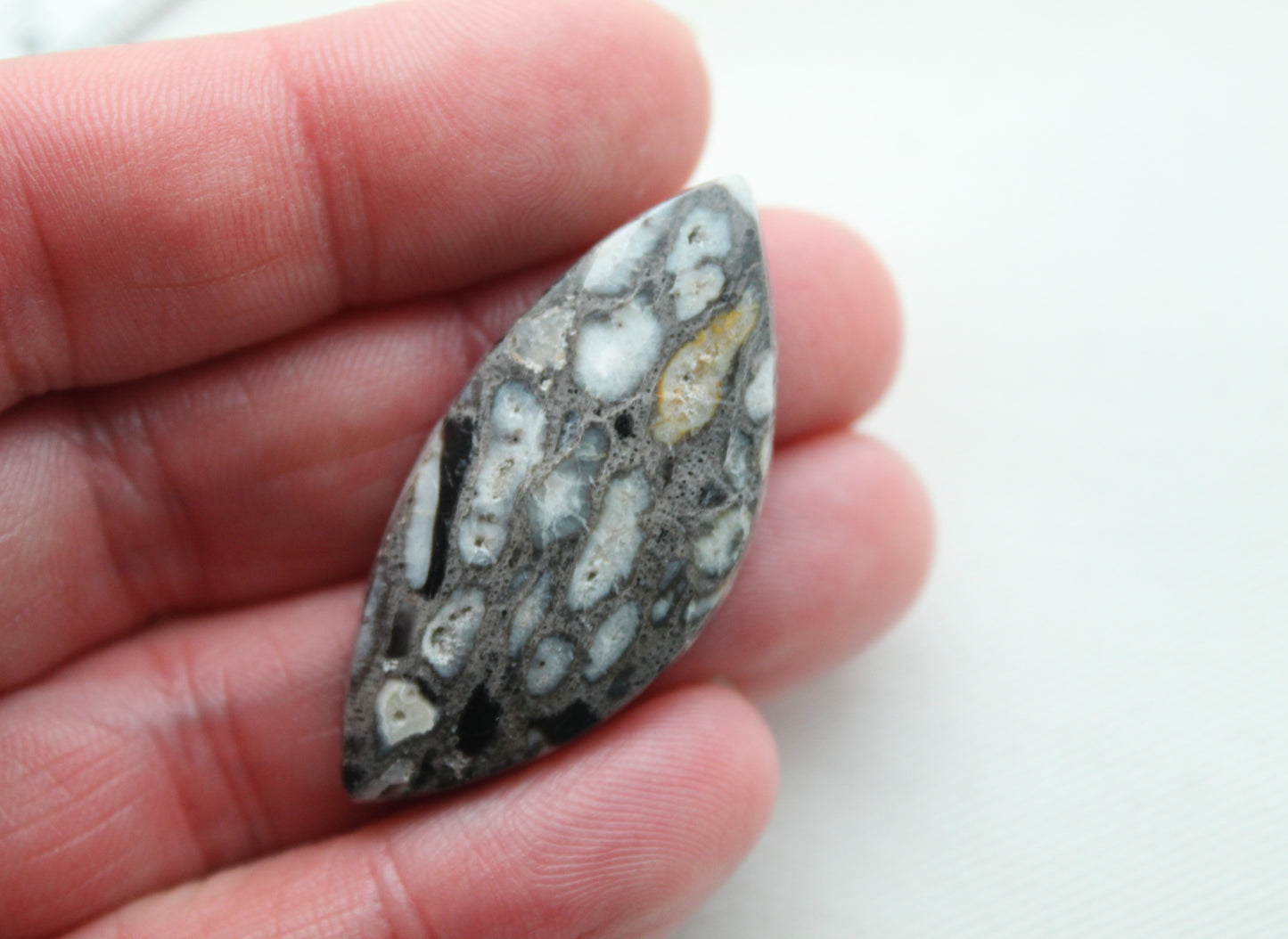 Petrified Palm Root Cabochon natural gemstone